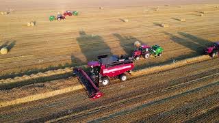 Grain harvester works in an agricultural farm field Modern agricultural machinery tractors [upl. by Gnoud]