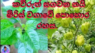 🌶️💯නයි මිරිස් මුලික වර්ධන අවදියේදී පොහොර යෙදීම💯🌶️ [upl. by Negah354]