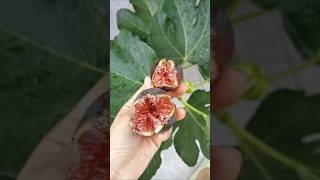 Why You Should Eat Figs Every Day satisfying shorts [upl. by Houlberg]