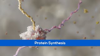 A Level Biology Revision quotTertiary Structure and Quaternary Structure of Proteinsquot [upl. by Llien]