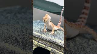 BEARDIE GIVING THE STINK EYE animals reptiles fun [upl. by Greenwood947]