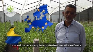 Rooting en cultivo de Astromelia Colombia [upl. by Jolie506]