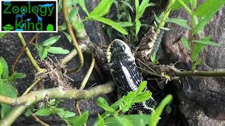 Garter Snake Eats Frogs and Regurgitates One Alive [upl. by Torey]