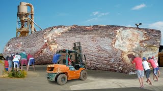 Super BIG amp LONG Sawmill❗Special TREMBESI Wood From Sumatra Worth As Much As Gold Bars [upl. by Lalittah212]