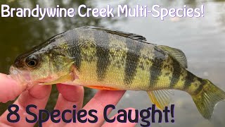 MultiSpecies Fishing A New Spot On Brandywine Creek 8 SPECIES CAUGHT [upl. by Lottie]