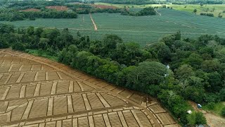 Fyffes Banana and Pineapple Farms in Costa Rica 2022 [upl. by Magnuson603]