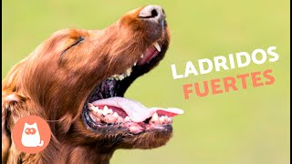 Perros LADRANDO FUERTE 🐶🔊 Mira cómo REACCIONA tu PERRO [upl. by Llesig361]