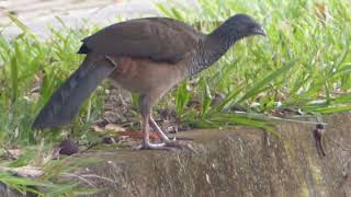 Avistamiento de Aves Ortalis columbiana Pava o Guacharaca [upl. by Kooima]