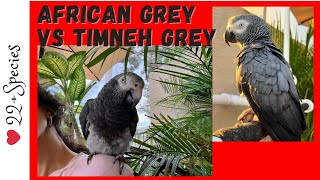 Feathered FaceOff African Grey vs Timneh Parrot amp Timneh 1st Impressions  parrotbliss [upl. by Alikee]