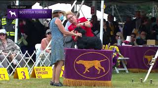 Scottish Terriers  Breed Judging 2022 [upl. by Alfreda]