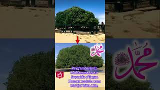 1400 yilik daraxt 😱 shortsviral shoes islam viralvideo uzkino [upl. by Dion]