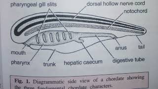 3 Fundamental CHORDATE Characters Phylum Chordata [upl. by Sharma]