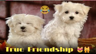 Little puppy True Friendship 😻😁  Cute puppie  mini dog 🐕 [upl. by Latsyk]