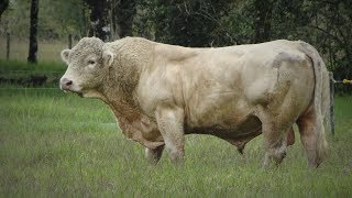 Raza de Ganado Charolais Parte 1 Cap203 [upl. by Aziar83]