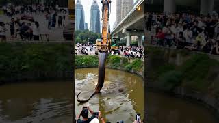 Unbelievable Phone Captures Excavator Finding Giant Snake 🐍 Excavator SnakeDiscovery GiantSnake [upl. by Nageem898]