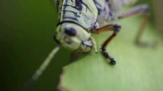 Grasshopper Eating Leaf 1080p HD Macro [upl. by Noid]