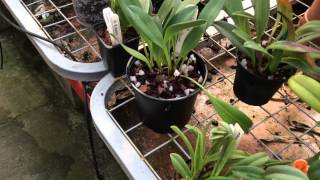 Growing Masdevallia what potting mix [upl. by Anelra]