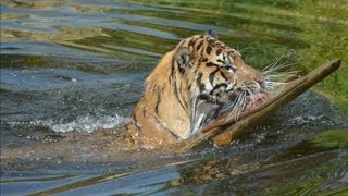 Tiger swimming lessons a roaring success [upl. by Kenweigh]