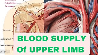 Blood Supply of Upper limbArtries of Upper limbAnatomy [upl. by Naivaj]