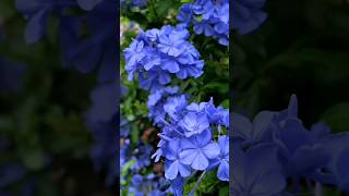 Plumbago auriculata flowers blueflowers status morning [upl. by Retsevel100]