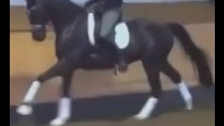 wwwsporthorsesonlinecom 2010 black Dressage prospect for sale [upl. by Agan880]