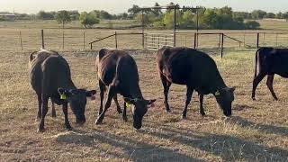 4 Head of Wagyu Cross Type Cows 1009  Cattle for sale [upl. by Elizabet480]