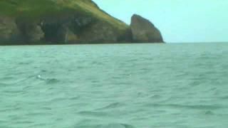 Sea Kayaking  Dolphins in Newport Bay [upl. by Nyvek789]