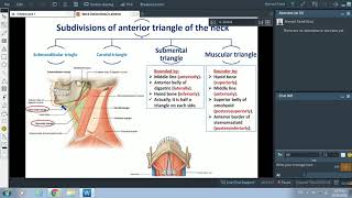 Anterior Triangle of Neck  Dr Ahmed Farid [upl. by Deanna]