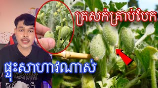 មកស្គាលត្រសក់ផ្ទុះ គ្រាន់តែប៉ះផ្ទុះដូចមីស៊ីល l mrveasna [upl. by Nnylrahc]