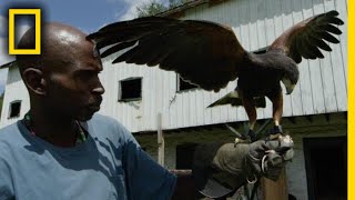 This Man Turned His Life Around by Mastering Falconry  National Geographic [upl. by Assenat122]