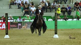 CAPRICHO DE LAS MARIAS GRAN CAMPEON PASO FINO COLOMBIANO EXPOSICION EQUINA QUIMBAYA GRADO B 2024 [upl. by Ambrosane]