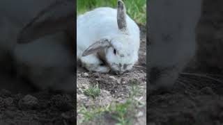 Rosie the bunny digging holes in my back yard [upl. by Gruber]