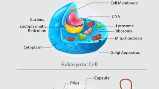 prokaryotic and eukaryotic cell structure and function prokaryoticcells eukaryotic [upl. by Ahto]