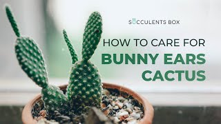 BEGINNER TIPS HOW TO CARE FOR BUNNY EARS CACTUS  ANGEL WING CACTUS  OPUNTIA MICRODASYS [upl. by Enitsirhk]