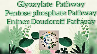 Glyoxylate Pathway Pentose Phosphate Pathway and EntnerDoudoroff Pathway [upl. by Stenger932]