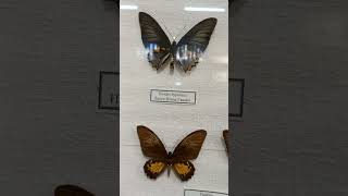 Unique Collection of Tropical Butterflies Lepidoptera giants of genus Ornithoptera Museum in Kyiv [upl. by Kerstin]