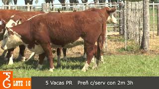 LOTE 16  5 VAQUILLONAS PR PREÑADAS CON SERVICIO Y CON CRIAS 2M  3H [upl. by Icul]