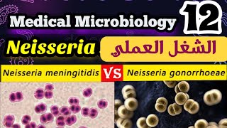 Difference between Neisseria gonorrhoeae and meningitidis شرح بالعربي [upl. by Nart950]