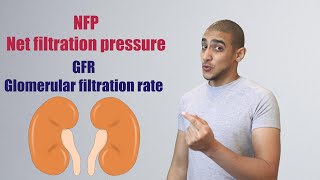 Glomerular Filtration شرح بالعربي [upl. by Ramad]