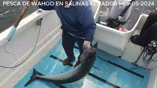 PESCA DE WAHOO 09052024 [upl. by Giah708]