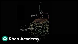 What is gastroenteritis  Gastrointestinal system diseases  NCLEXRN  Khan Academy [upl. by Nims]