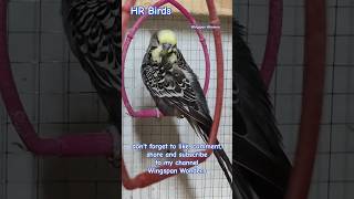 Df Anthracite getting ready to go in breeding cage My Love ○ anthracite budgies [upl. by Meehyr]