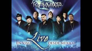 Alacranes Musical quotNo Voy A Llorarquot En Vivo Desde Mexico [upl. by Syned]