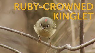 Rubycrowned Kinglet [upl. by Packston765]