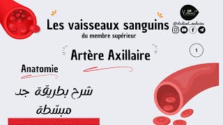 📍 Les vaisseaux sanguins  °Artère axillaire  شرح بطريقة جد مبسّطة للسنة أولى طب [upl. by Ihcalam]