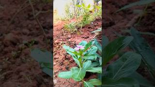 बारहमासी का पौधा Perennial plant gardening jaijwanjaikisan natureflowers shorts ytshorts [upl. by Soilisav]