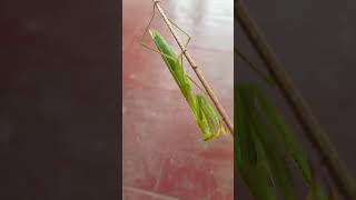 Grasshopper🦗 subscribe my channel plz [upl. by Valentine]