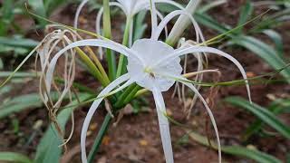 Flowers of Hymenocallis littoralis [upl. by Ettennor]