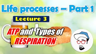 ATP Anaerobic Respiration  Life processes in Living Organisms Part 1 Class 10 SSC [upl. by Mayfield]