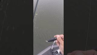 Deps Buzzjet Jr Wakebait Topwater Action [upl. by Ynttirb]